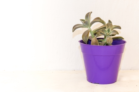 cactus and succulents in colorful pots on white backgroundの写真素材