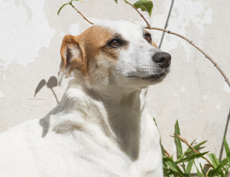 happy mongrel dogの写真素材