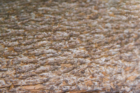 rustic texture of dry tree bark background