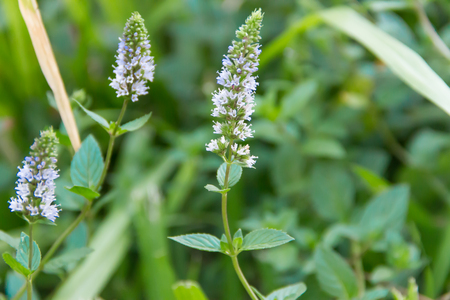 Lilac flower of mint plant in organic gardenの写真素材