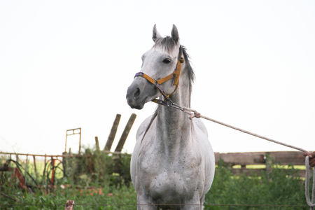 horses in the Argentine countrysideの写真素材