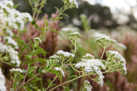 wild herbs bloomed in summer in the fieldの写真素材