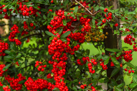 ornamental shrub of red berries in autumn with raindropsの写真素材