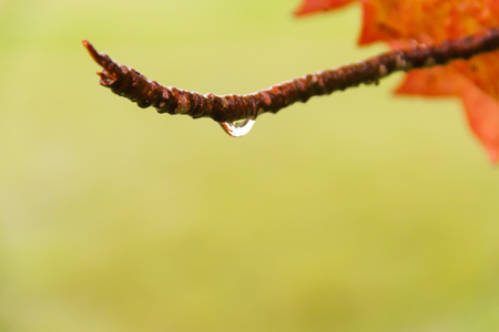 drops of water suspended from the branch of the treeの写真素材