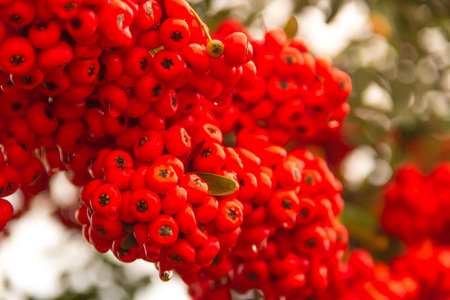 ornamental shrub of red berries in autumn with raindropsの写真素材