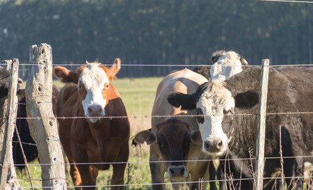 cows grazing in the green Argentine countrysideの写真素材