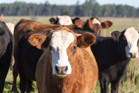cows grazing in the green Argentine countrysideの写真素材