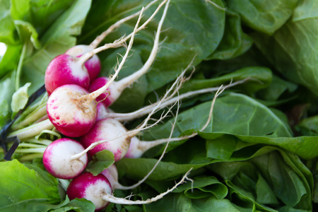radishes harvested in the organic garden for sale at the street fairの写真素材