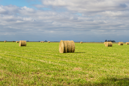 bales of alfalfa in the field in summerの写真素材