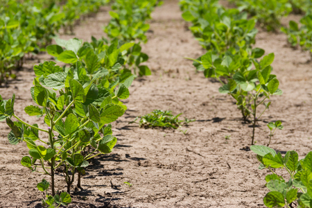 soybean plantation in the summer in the Argentine pampaの写真素材