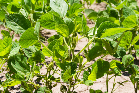 soybean plantation in the summer in the Argentine pampaの写真素材