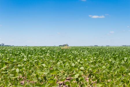 soybean plantation in the summer in the Argentine pampaの写真素材