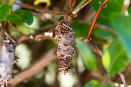 butterfly worm pupa Oiketicus kirbyi in summerの写真素材