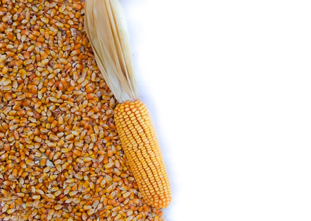 background with texture of corn grains and place for text