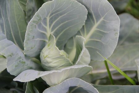 cabbage plant leaves in the organic garden