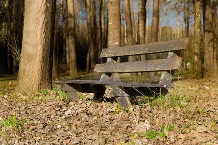 lonely bench under the trees and with the fallen leaves in autumnの写真素材