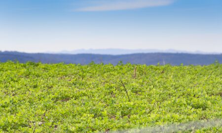 landscape with clover crop for fodder and mountainsの写真素材