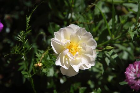 evergreen yellow rose bloomed in spring timeの写真素材