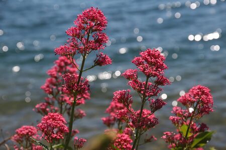 red valerian flowered in european spring on water backgroundの写真素材