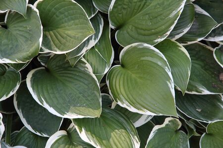 Textured background of green and white leavesの写真素材