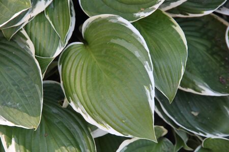 Textured background of green and white leavesの写真素材
