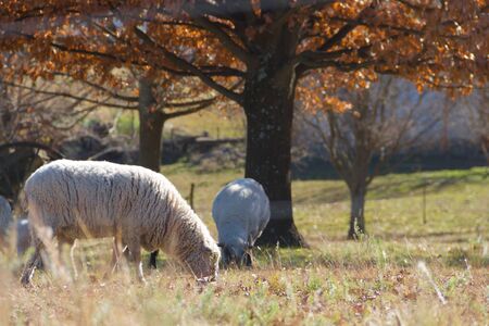 sheep grazing in the Cordoba mountains in Argentinaの写真素材