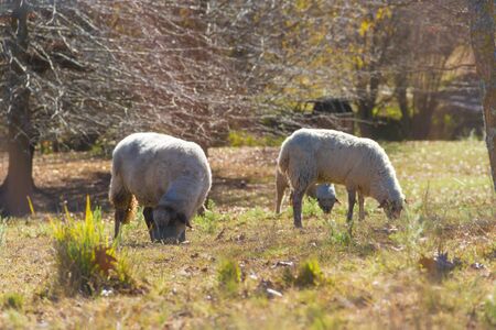 sheep grazing in the Cordoba mountains in Argentinaの写真素材
