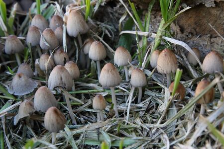 variety of mushrooms that grow in the garden in winterの写真素材