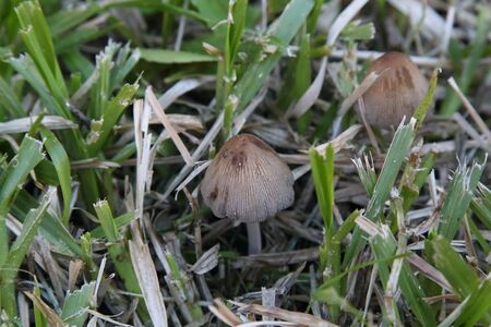 variety of mushrooms that grow in the garden in winterの写真素材