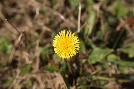 yellow dandelion flower in winter green grassの写真素材
