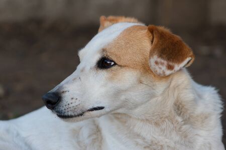 lonely stray dog portrait with sweet lookの写真素材