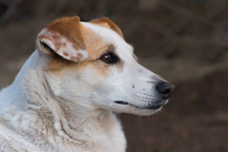 lonely stray dog portrait with sweet lookの写真素材