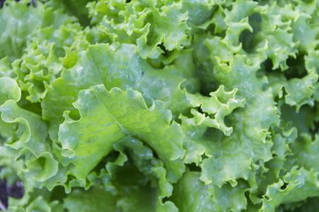 green and purple curly lettuce leaves in the organic gardenの写真素材