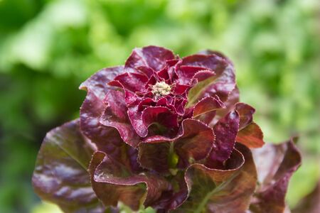 detail of purple lettuce flower in the organic gardenの写真素材