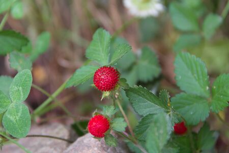 detail of the small berries of inedible garden in the springの写真素材