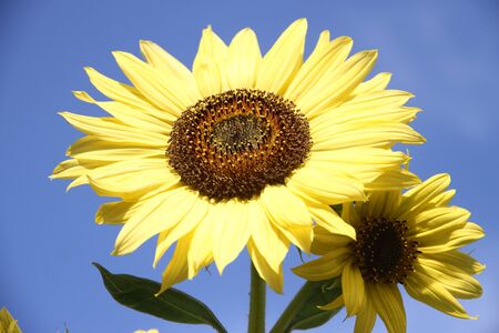 organic yellow sunflower flowers on sky blue sky backgroundの写真素材