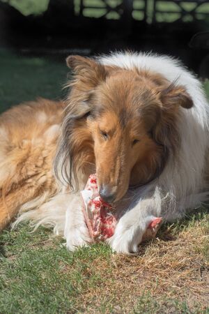 portrait of golden collie dog with a bone with raw meat carrying barf dietの写真素材