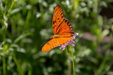 beautiful monarch butterfly fluttering over lilac flowers and thistlesの写真素材