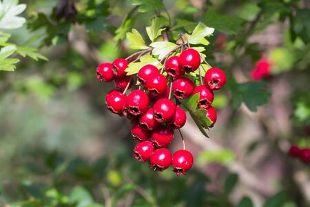branch of wild bushes with red and yellow crataegus fruitsの写真素材