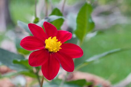 detail of red Dahlia coccinea with yellow center and unfocused backgroundの写真素材