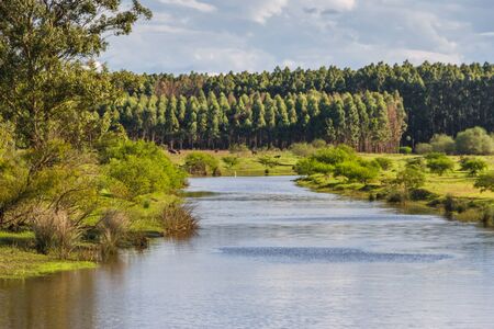 field landscape with stream and eucalyptus afforestation in Federacion Entre Rios Argentinaの写真素材