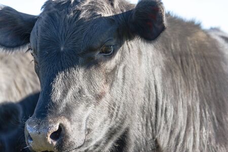 portraits of black cows grazing in the Argentine countrysideの写真素材