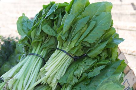 fresh green organic chard leaves for sale at the street fairの写真素材