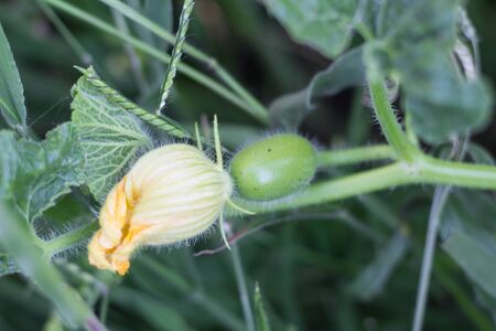 cucurbita maxima subspecies andreana, inedible wild squash native to south americaの写真素材