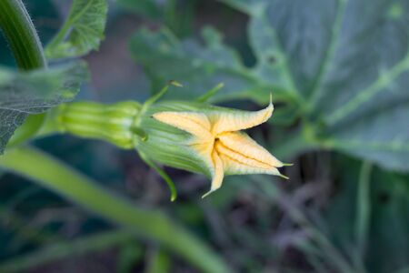 female yellow flower of the pumpkin opening with the fruitの写真素材
