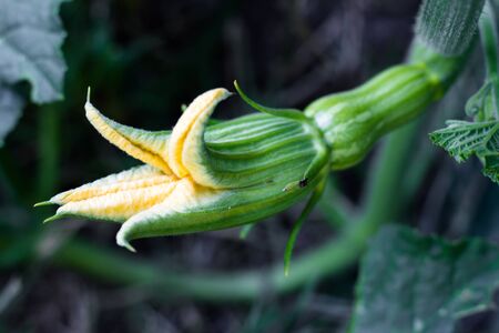 female yellow flower of the pumpkin opening with the fruitの写真素材