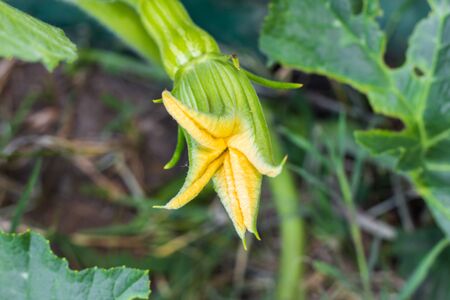 female yellow flower of the pumpkin opening with the fruitの写真素材