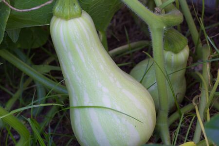 unripe green squash or pumpkin on the organic garden plantの写真素材