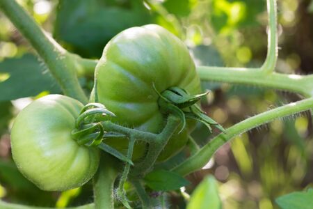 unripe green tomatoes on organic garden plantの写真素材