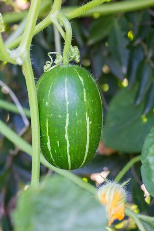 cucurbita maxima subspecies andreana, inedible wild squash native to south americaの写真素材